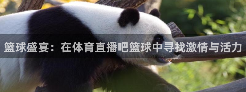 山猫体育直播篮球nba：篮球盛宴：在体育直播吧篮球中寻找激情与活力