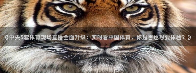 山猫nba在线直播